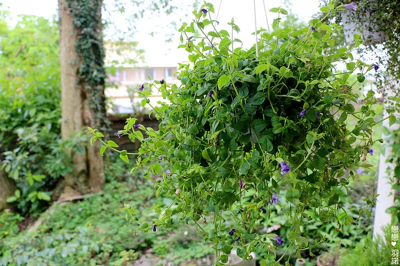 20251108-78jpg 20251108-78jpg