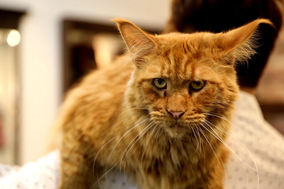 20251109-siwv9 20251109-siwv9