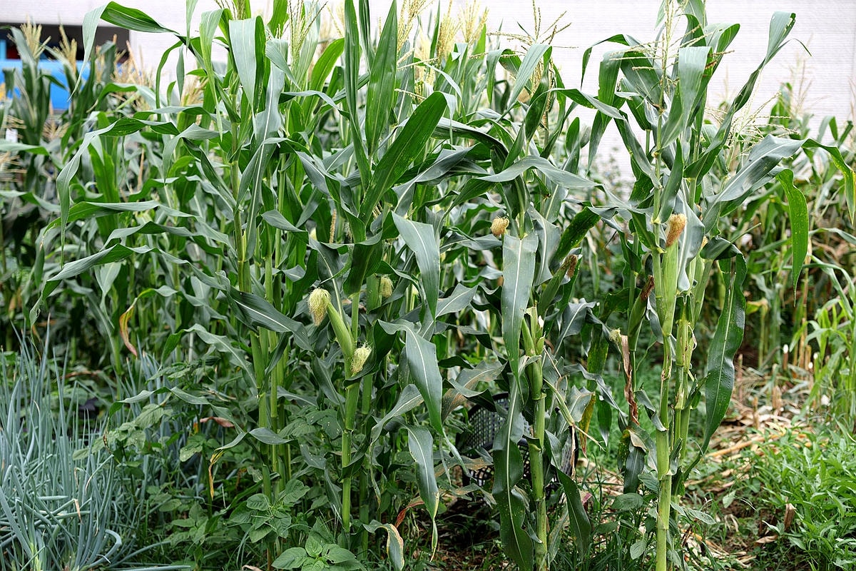 20251109-gfizh 20251109-gfizh